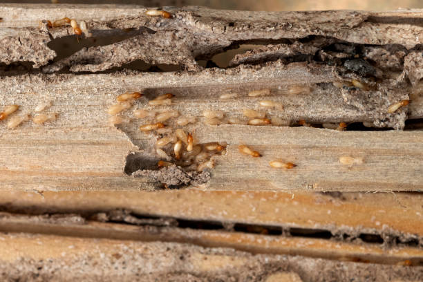 Best Affordable Pest Control Services  in Fergus Falls, MN