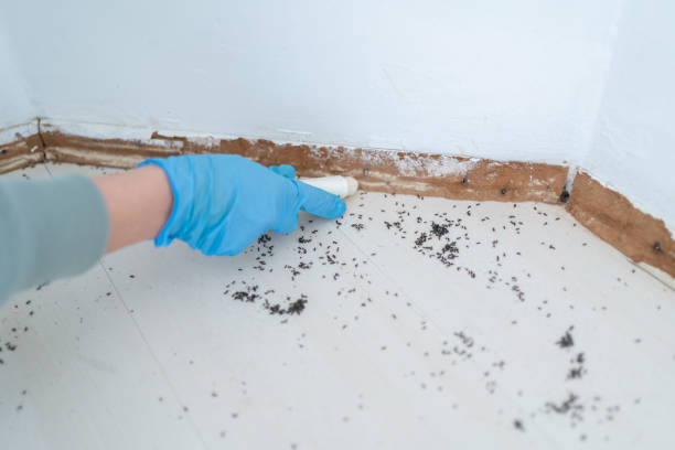 Trusted Fergus Falls, MN Pest Control Experts